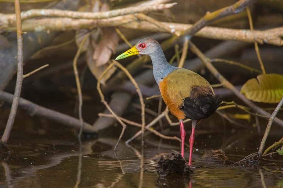 Sandoval Lake & Parrot Clay lick 3 Days/2 Nights - Monkey Island and a night search for caimans
