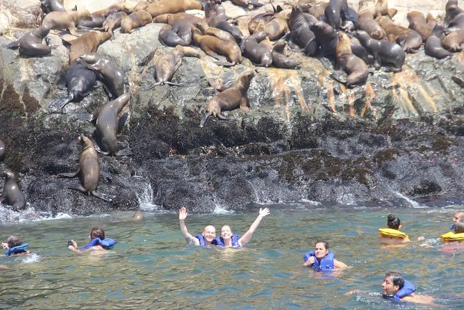 Swimming with Sea Lions in Lima - What swimming with the sea lions is really like
