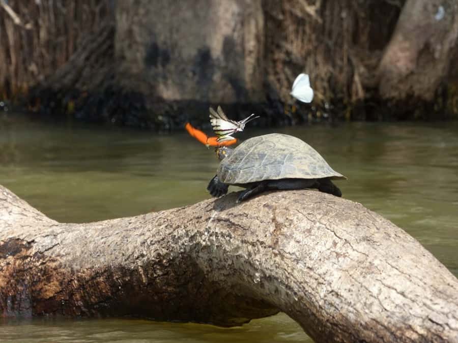 Tambopata: Lake Sandoval Canoeing with Lunch - Starting at Loreto 124 in Puerto Maldonado