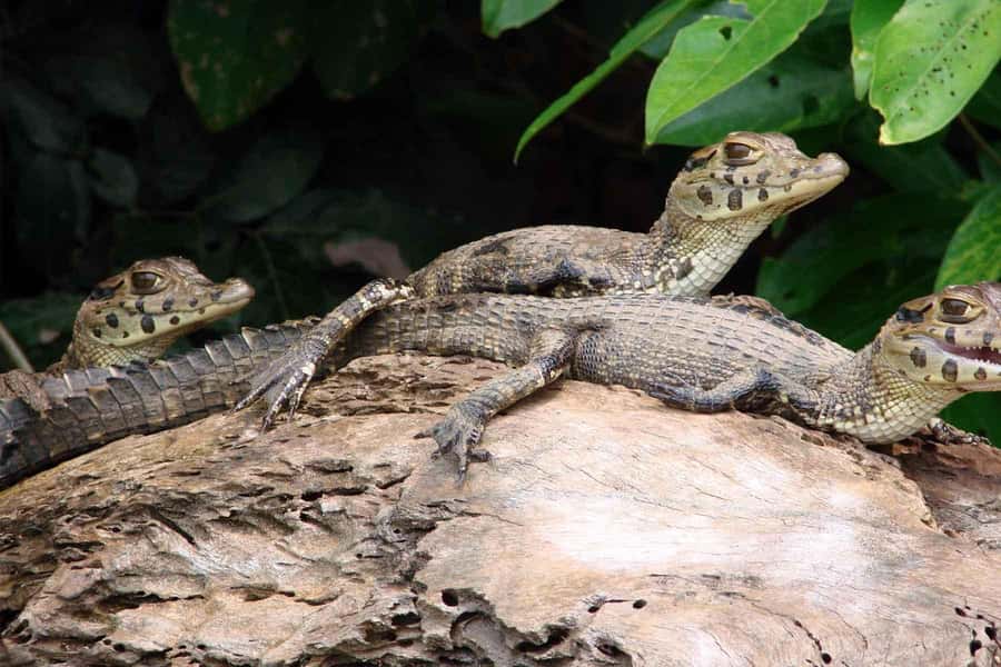 Tambopata: Lake Sandoval Canoeing with Lunch - Returning by boat to Puerto Maldonado