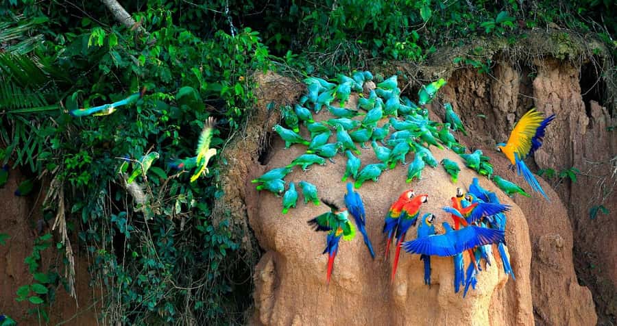 Tambopata Macaw Clay Lick 3 days/2 nights - What the Tambopata Macaw Clay Lick trip is really about