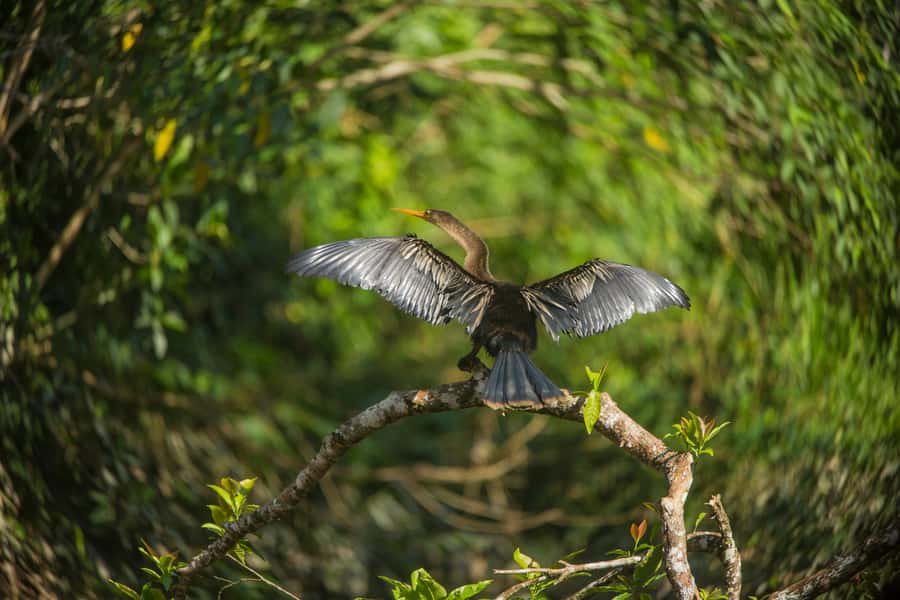 Tambopata Macaw Clay Lick 3 days/2 nights - Day two: the 4:30 am boat ride to El Chuncho