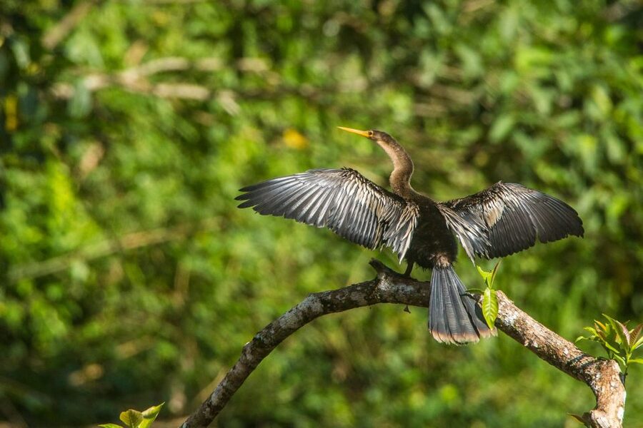 Tambopata Macaw Clay Lick 4 days/3 nights - Is $435 a fair price?