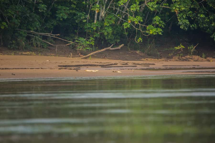 Tambopata Macaw Clay Lick 4 days/3 nights - Day 1: A gentle introduction to the forest