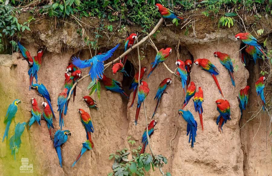 Tambopata Macaw Clay Lick 5 days/4 nights - Lodges, meals, and comfort