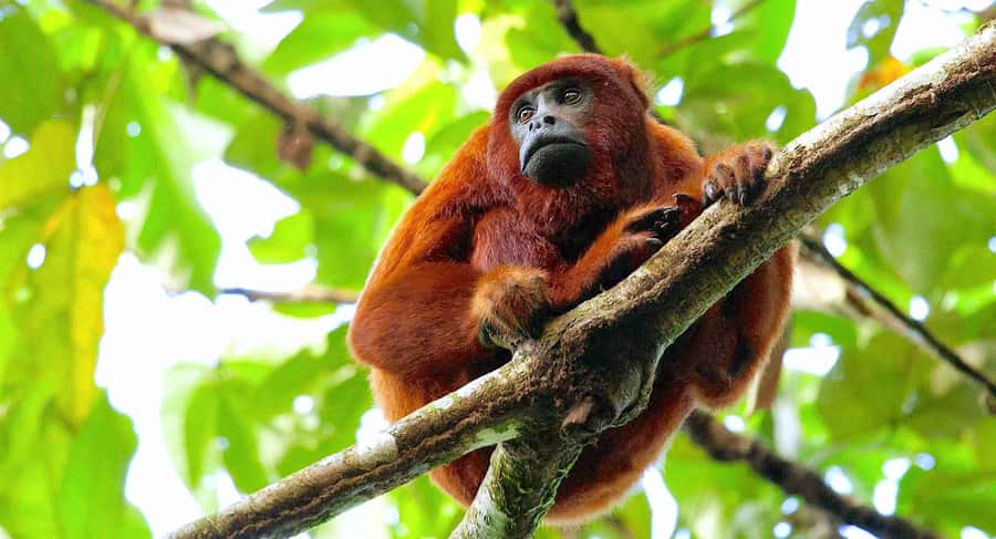 Tambopata: Multi-Day Amazon Rainforest Tour with Local Guide - What this $387 Amazon package really gives you