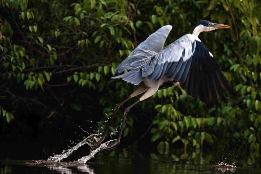 Tambopata: Multi-Day Amazon Rainforest Tour with Local Guide - Day two: hiking to Sandoval Lake and paddling for wildlife