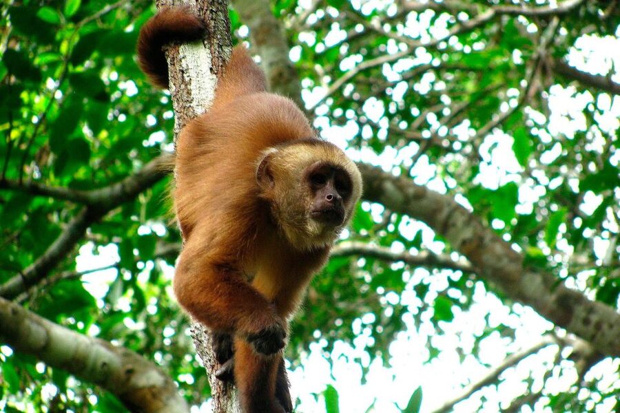 Tambopata: Multi-Day Amazon Rainforest Tour with Local Guide - Day three: a local family visit and rustic river fishing