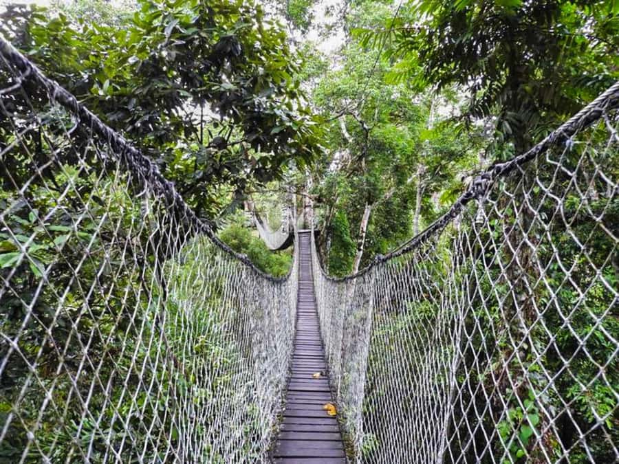 Tambopata: Multi-Day Amazon Rainforest Tour with Local Guide - Should you book this Tambopata tour?