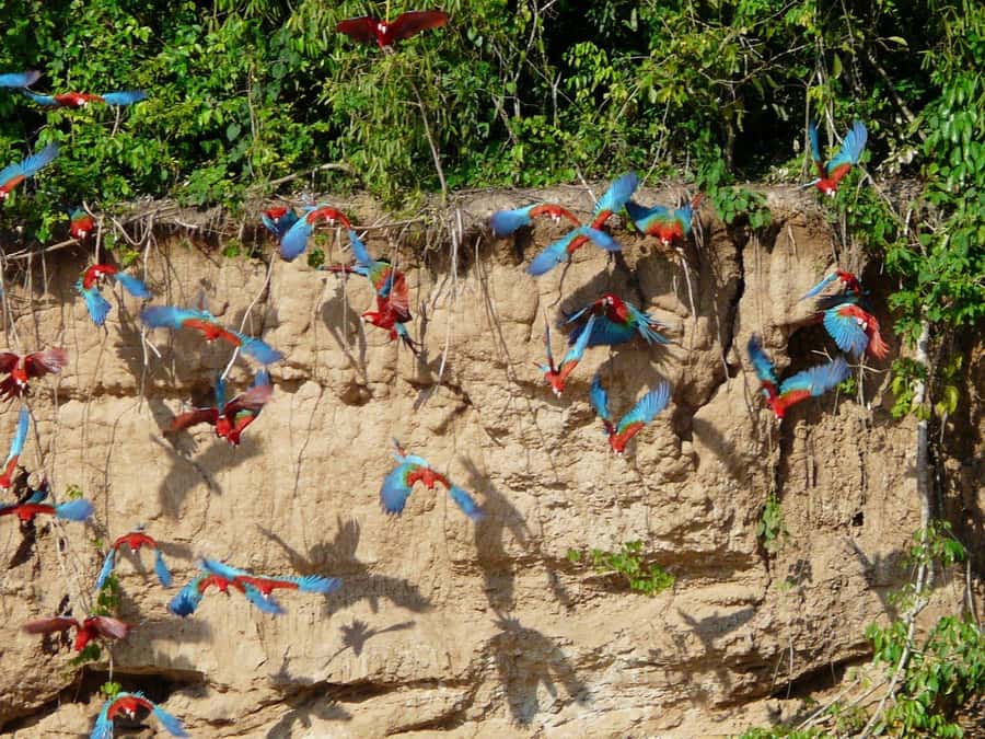 Tambopata National Reserve Tour 3 Days - What $260 gets you in Tambopata