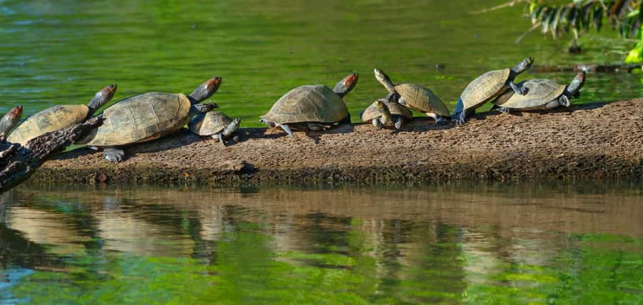 Tambopata National Reserve Tour 3 Days - Day two at Sandoval Lake