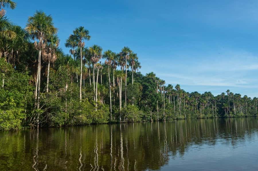 Tambopata National Reserve Tour 3 Days - Wildlife variety, from birds to caimans