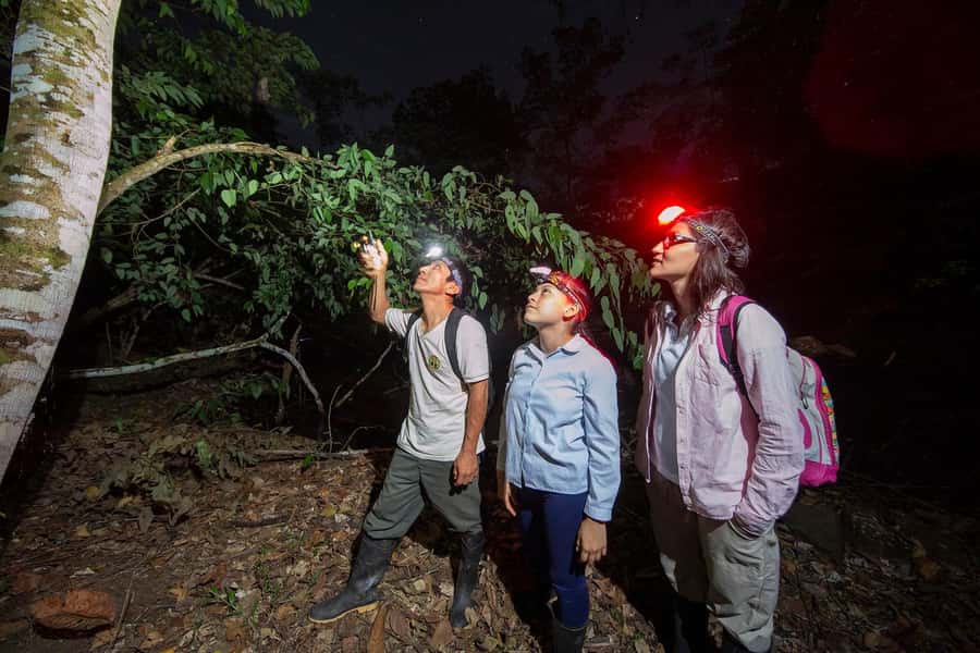 Tambopata Rainforest Night Walk & River Exploration - The night walk trades big animals for small wonders