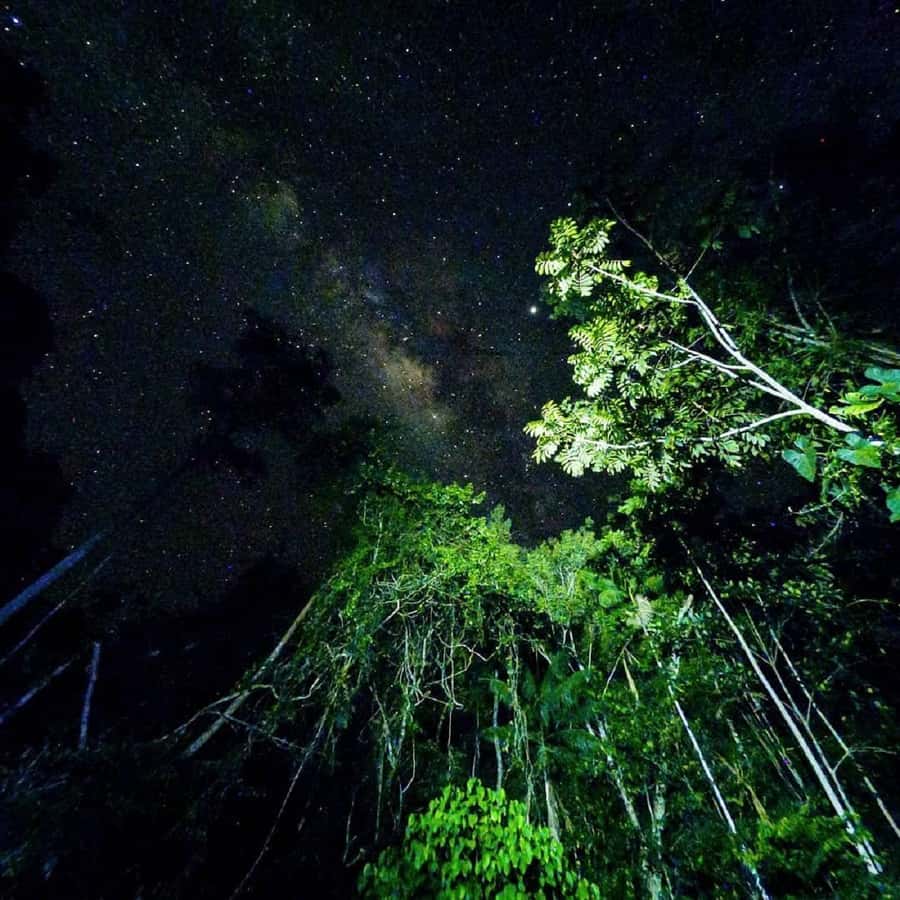 Tambopata Rainforest Night Walk & River Exploration - Should you book Tambopata Wild’s night tour?