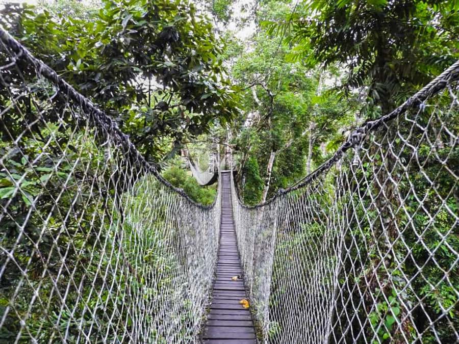 Tambopata: Zipline Adventure & Kayak to Monkey Island - What $59 really gets you