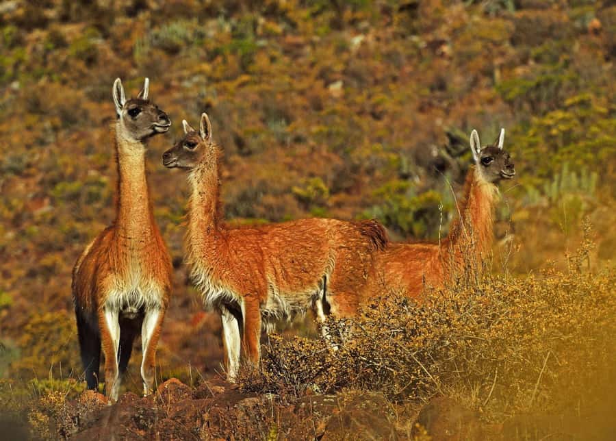 Tour Fullday Colca Canyon with Breakfast and Typical Lunch - Typical Lunch and Free Time in Chivay