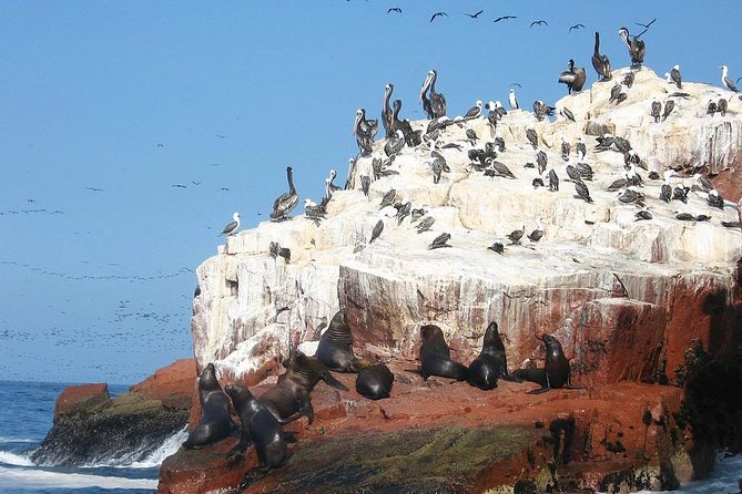 Ultimate Comfort: Lima to Huacachina, Ballestas and Vineyard - What to pack for this 15-hour outing