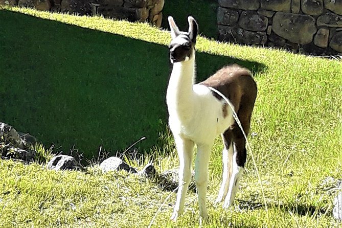 Ultimate Lares Trek & Inca Trail 5 days - Who should book this trek?