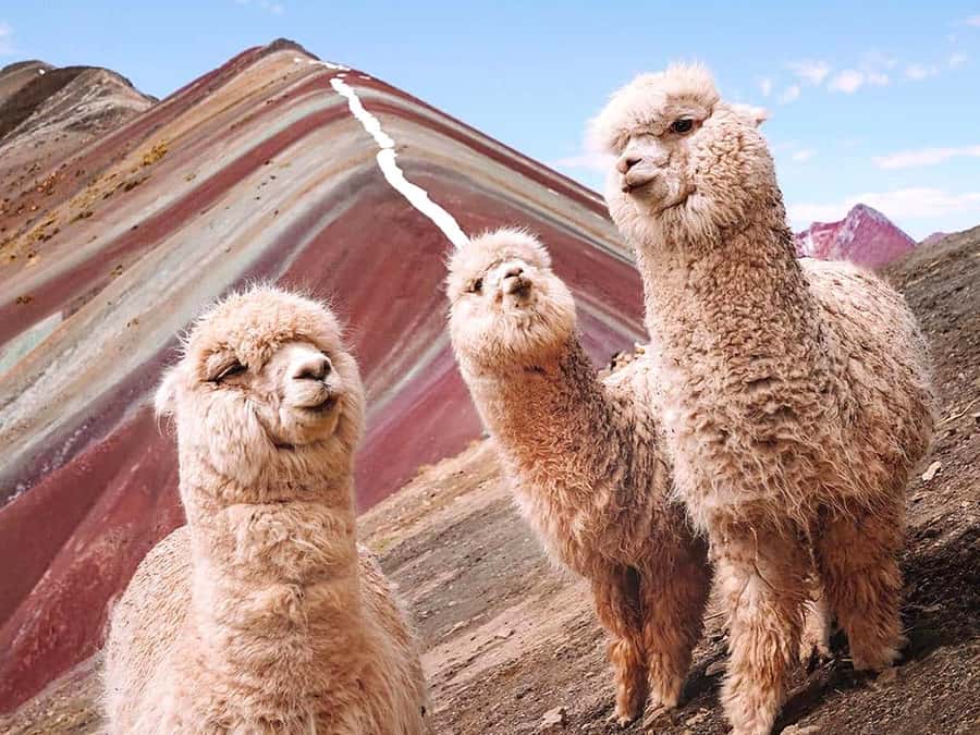 Vinicunca Mountain Tour - Full Day Tour to Rainbow Mountain - The schedule has one important contradiction