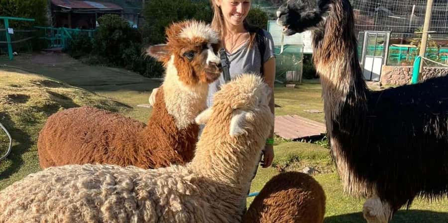 Visit to the Cochahuasi Animal Sanctuary with rescued animal - Key points to know before you go