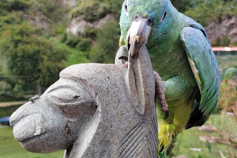 Visit to the Cochahuasi Animal Sanctuary with rescued animal - Leaving Cusco for Cochahuasi