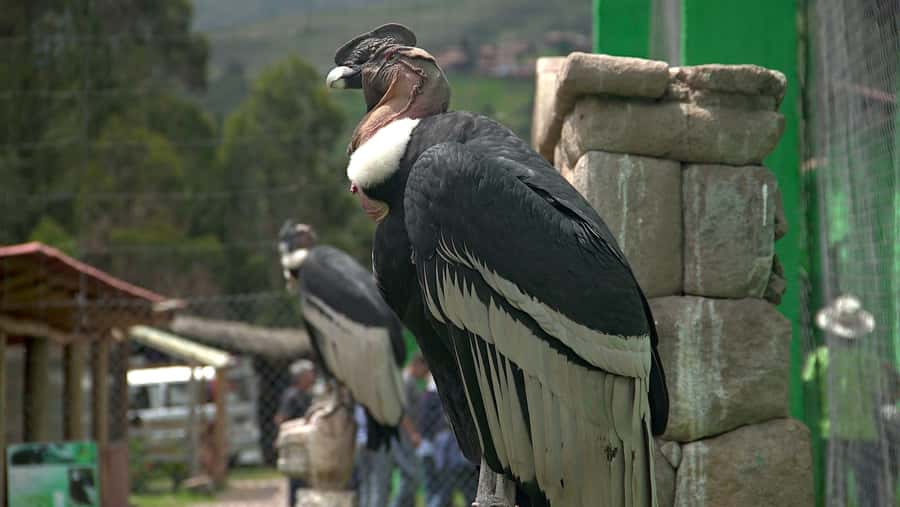 Visit to the Cochahuasi Animal Sanctuary with rescued animal - What happens during the 40 to 60 minute visit