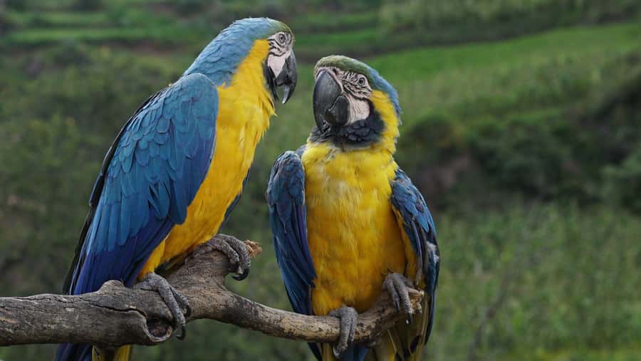 Visit to the Cochahuasi Animal Sanctuary with rescued animal - The sanctuary’s conservation work