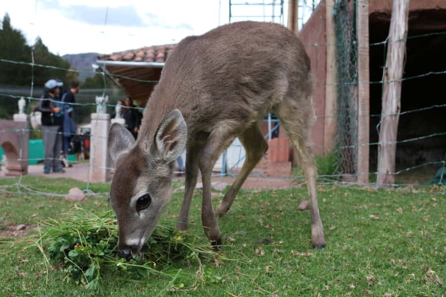 Visit to the Cochahuasi Animal Sanctuary with rescued animal - Free time, crafts, and the final stop