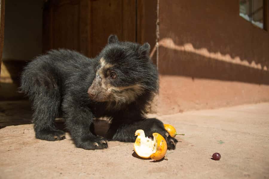 Visit to the Cochahuasi Animal Sanctuary with rescued animal - Meeting the rescued animals