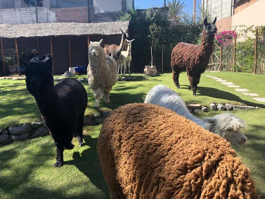 Walking tour in the Historic Center of Arequipa - Meeting llamas and alpacas at Mundo Alpaca