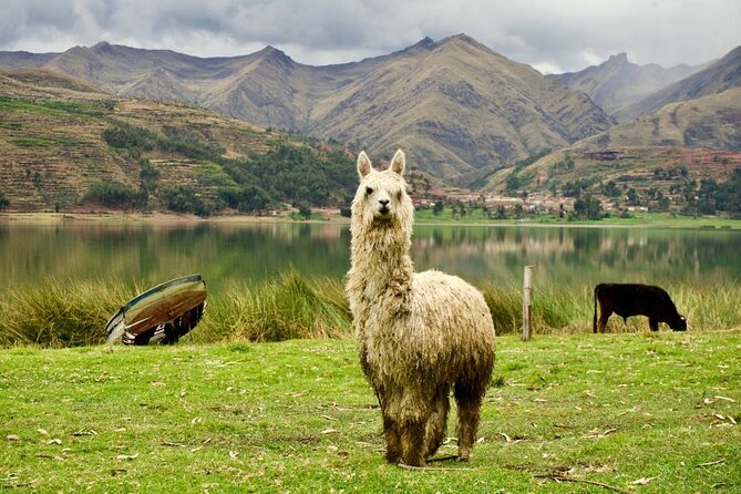Wonderful Cusco 5-Day Tour with Entrance to Machupicchu - Who should choose this Cusco itinerary?